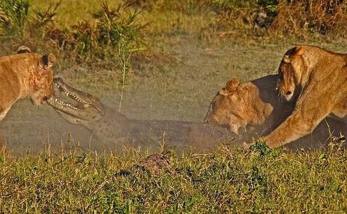 alligator fighting against lions