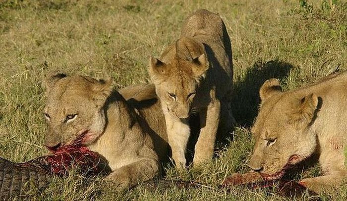 alligator fighting against lions