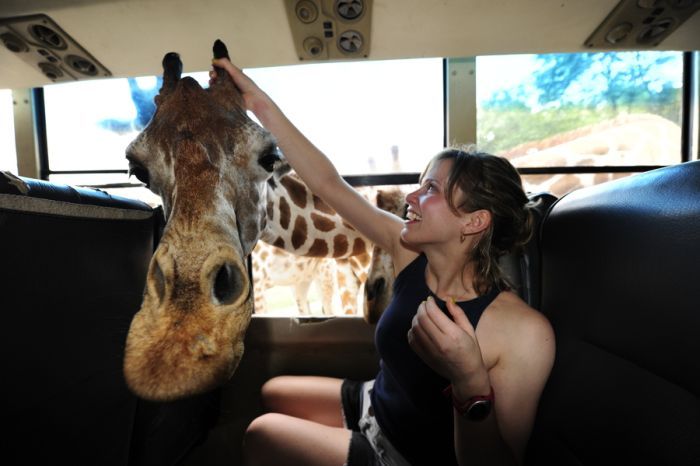 friendly giraffe