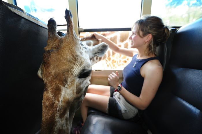 friendly giraffe