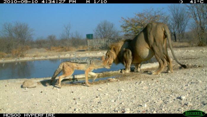 jackal against a lion