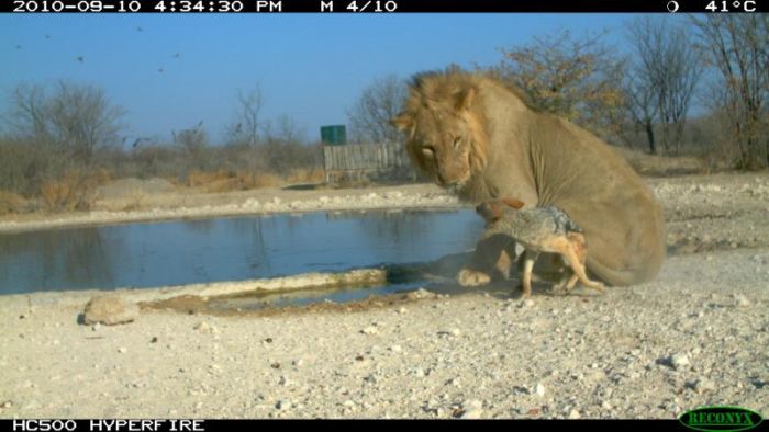 jackal against a lion