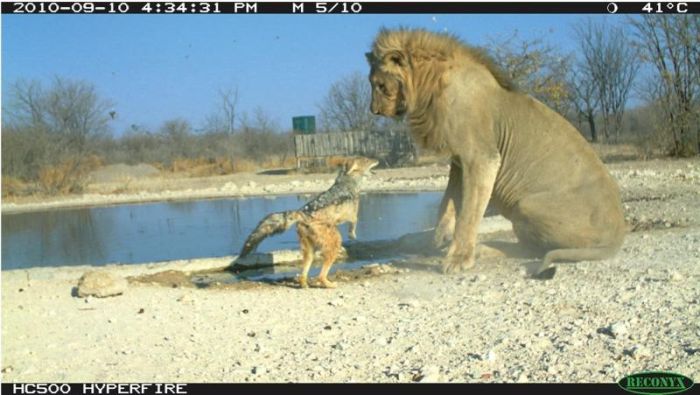 jackal against a lion