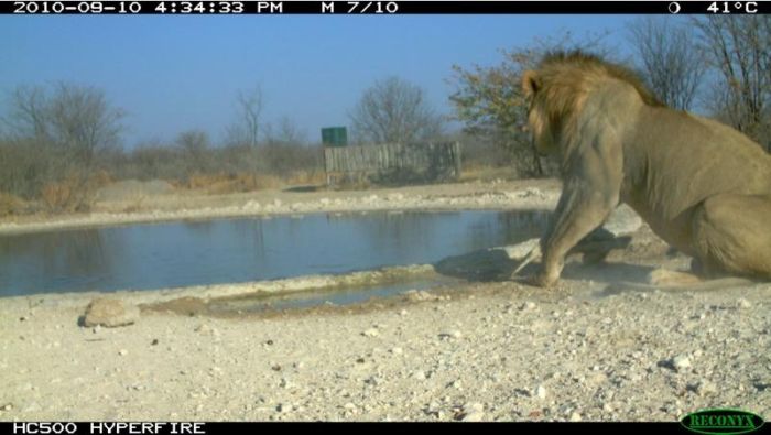 jackal against a lion