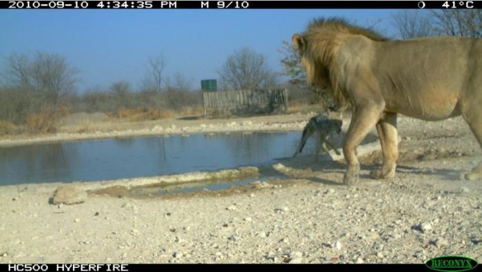 jackal against a lion