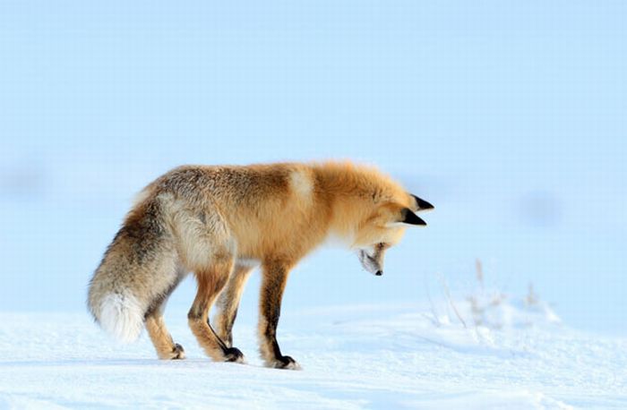 Fox hunting for a mouse, Yellowstone National Park, Wyoming, United States