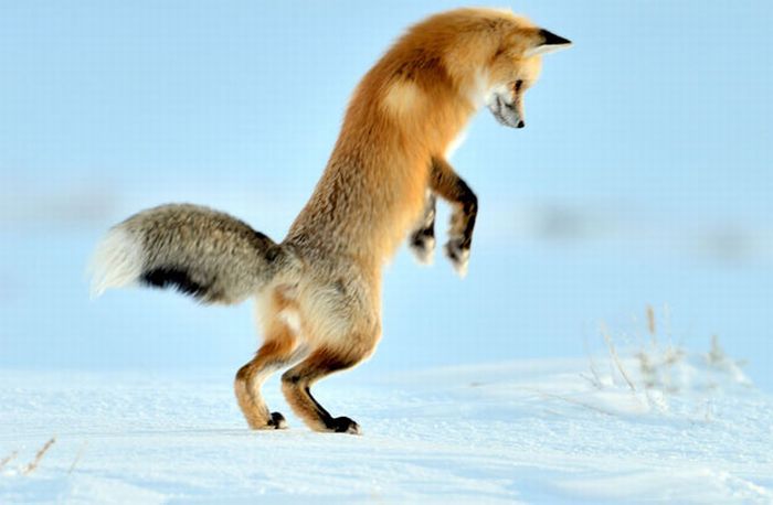 Fox hunting for a mouse, Yellowstone National Park, Wyoming, United States