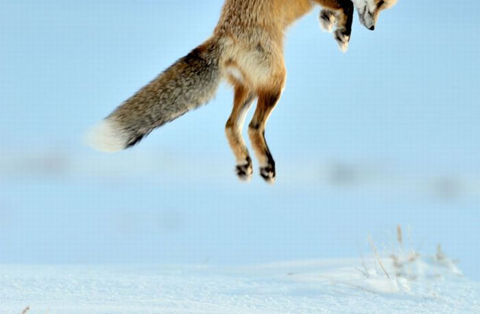 Fox hunting for a mouse, Yellowstone National Park, Wyoming, United States