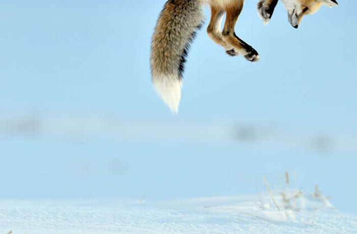 Fox hunting for a mouse, Yellowstone National Park, Wyoming, United States