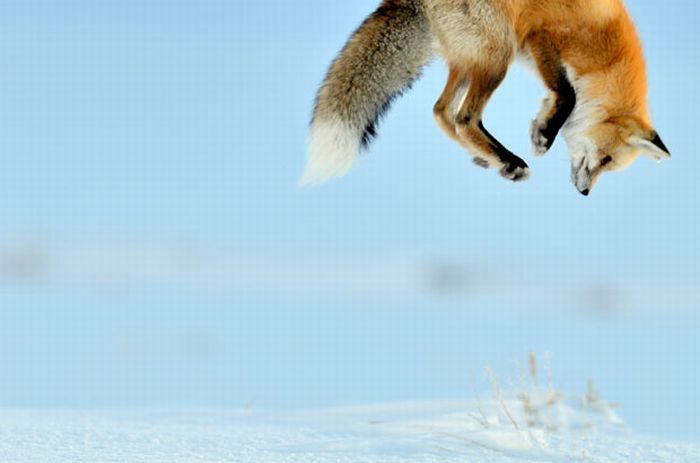 Fox hunting for a mouse, Yellowstone National Park, Wyoming, United States
