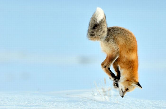 Fox hunting for a mouse, Yellowstone National Park, Wyoming, United States