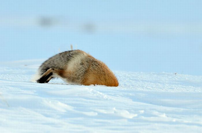 Fox hunting for a mouse, Yellowstone National Park, Wyoming, United States