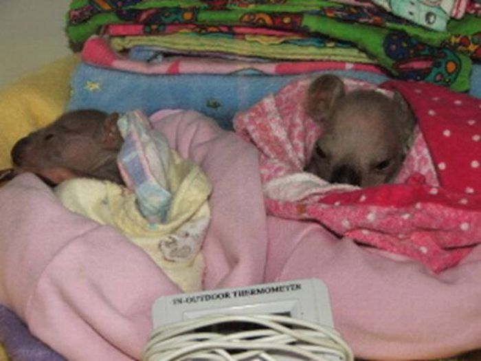 baby twin koalas rescued