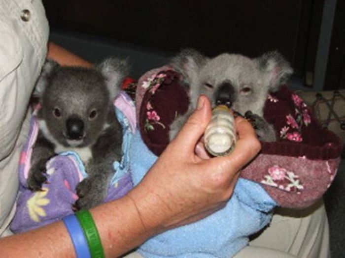 baby twin koalas rescued