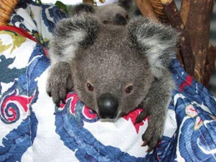 baby twin koalas rescued