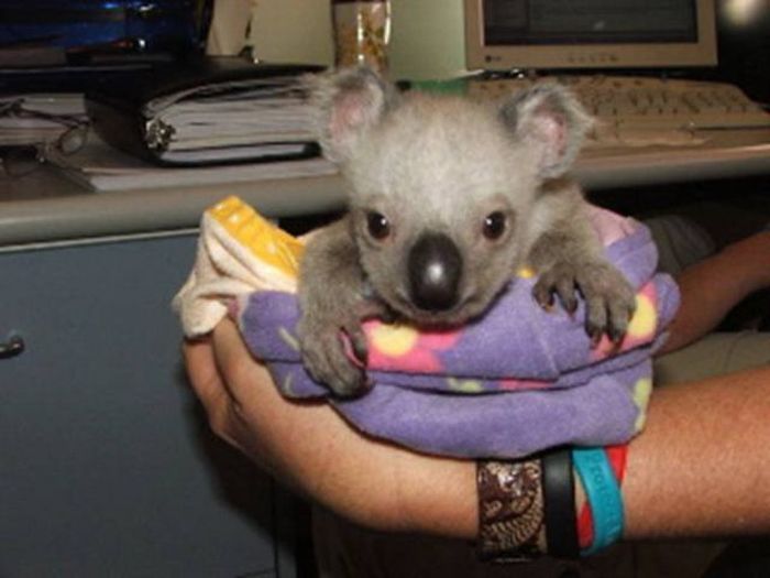 baby twin koalas rescued