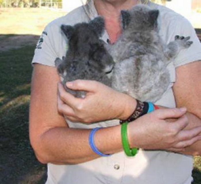 baby twin koalas rescued