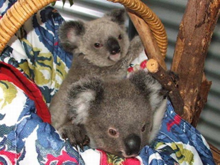 baby twin koalas rescued