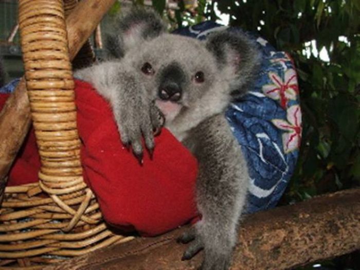 baby twin koalas rescued