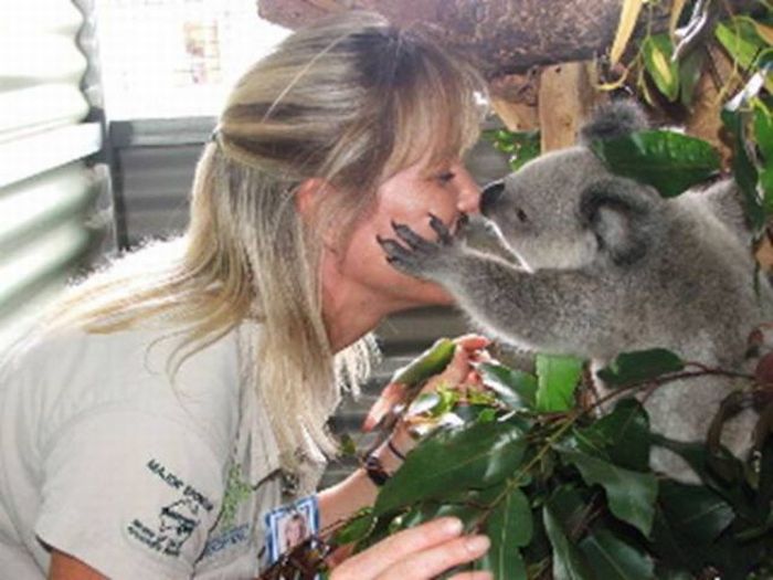 baby twin koalas rescued