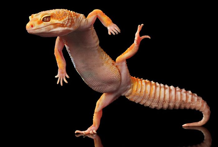 dancing gecko lizard