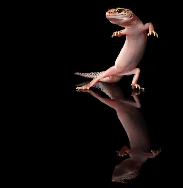 dancing gecko lizard