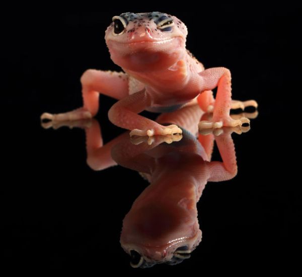 dancing gecko lizard