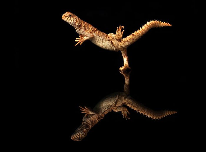 dancing gecko lizard