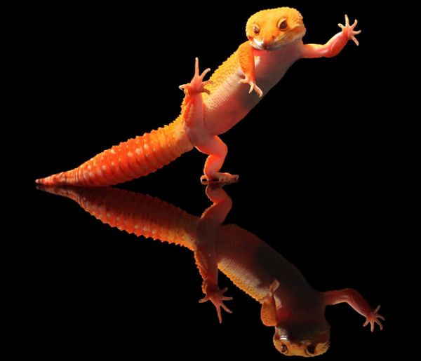 dancing gecko lizard