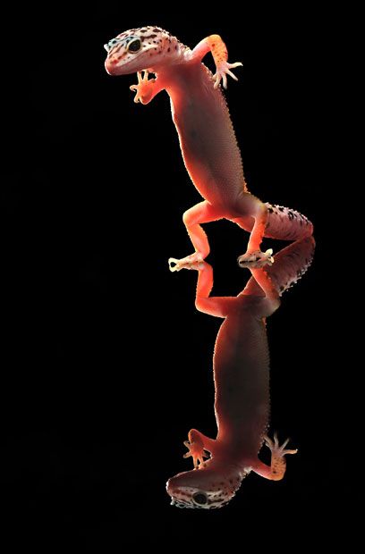 dancing gecko lizard