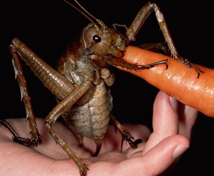 giant weta