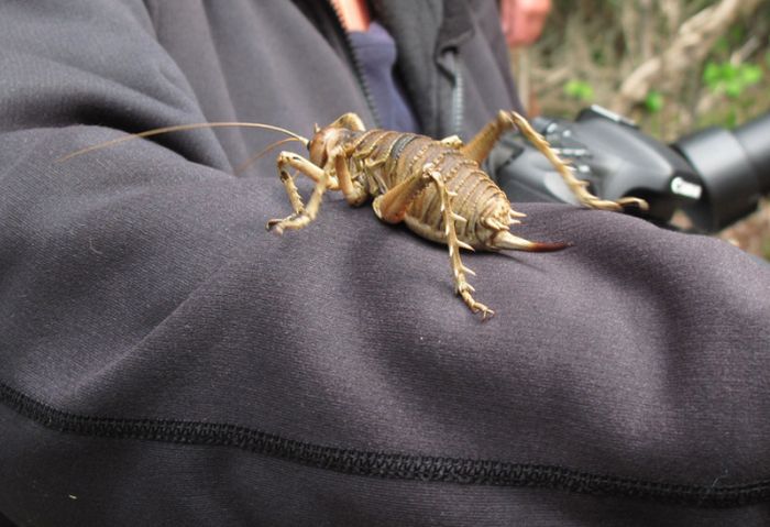 giant weta