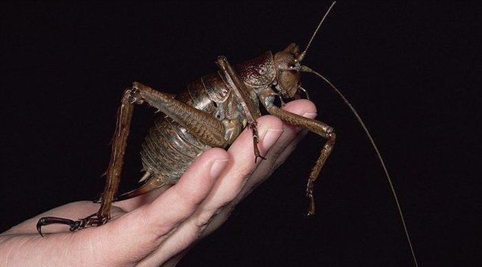 giant weta