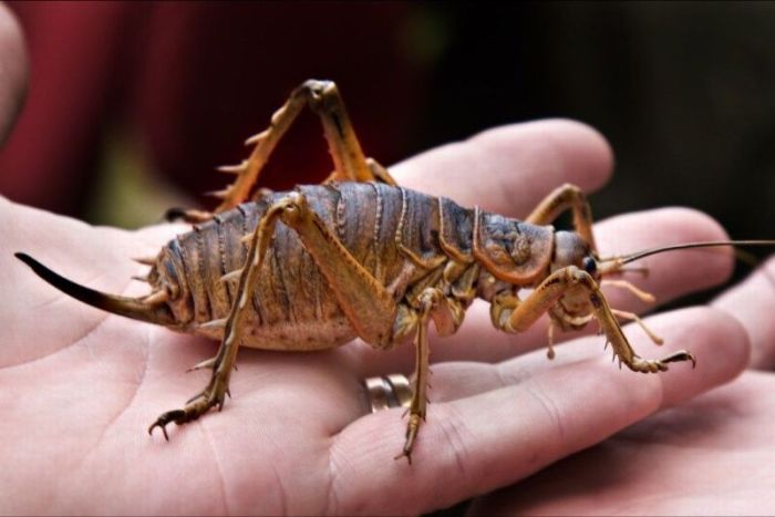 giant weta