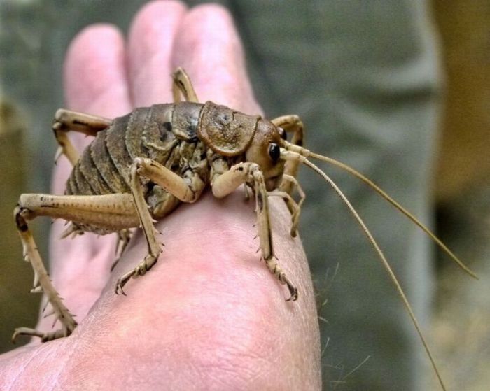 giant weta