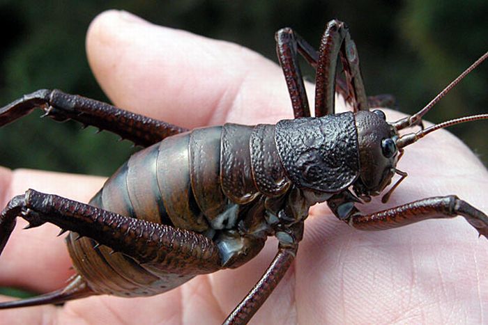 giant weta