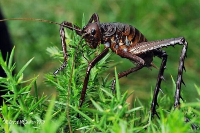 giant weta