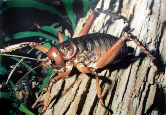 giant weta