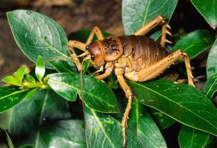 giant weta