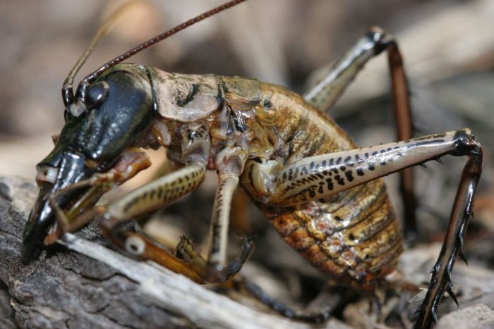 giant weta