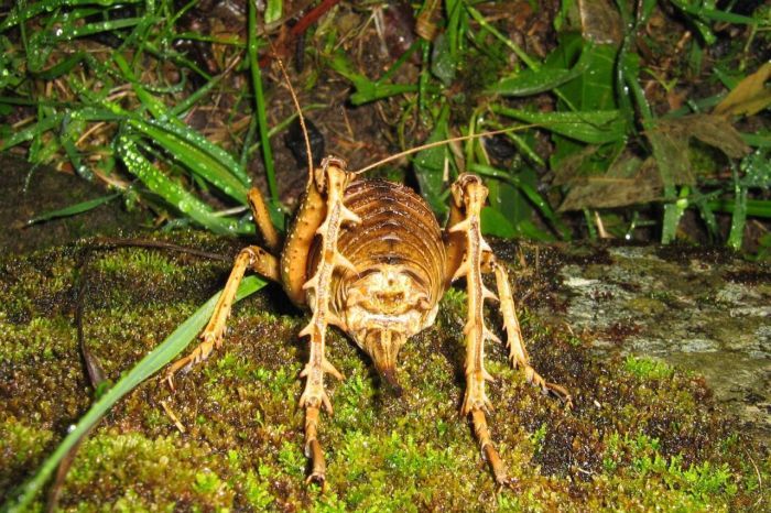 giant weta