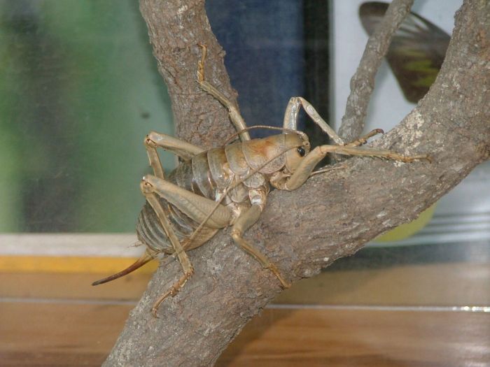 giant weta