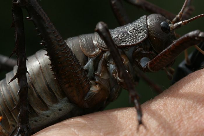 giant weta