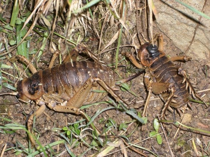 giant weta