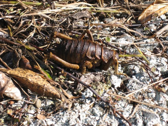 giant weta