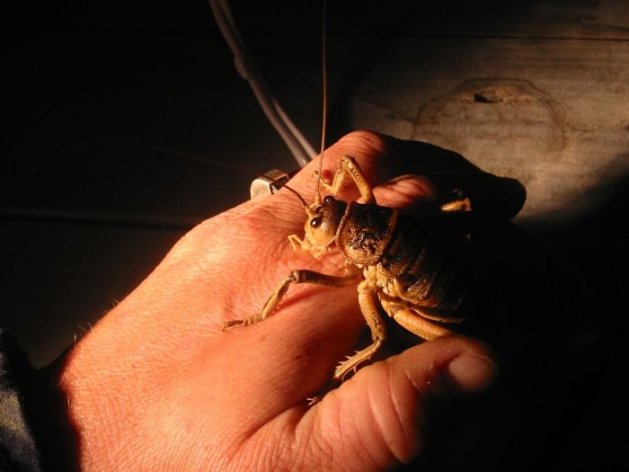 giant weta