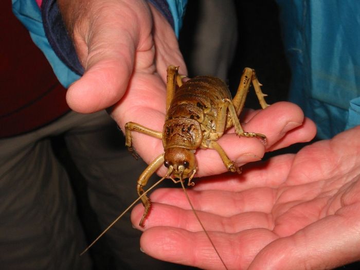 giant weta