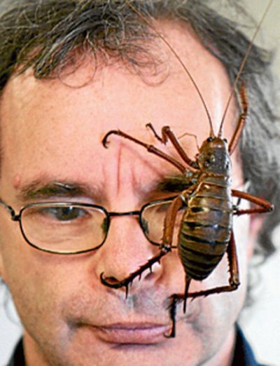 giant weta