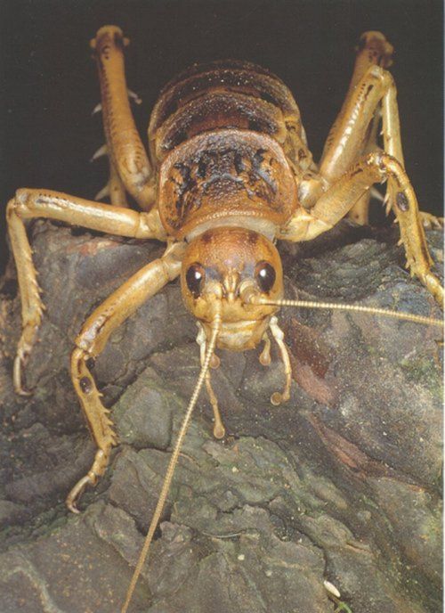 giant weta