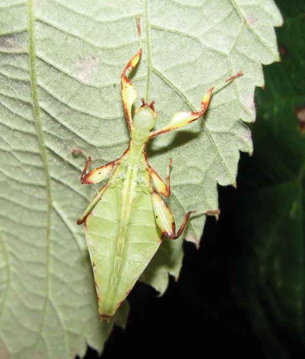 giant insect